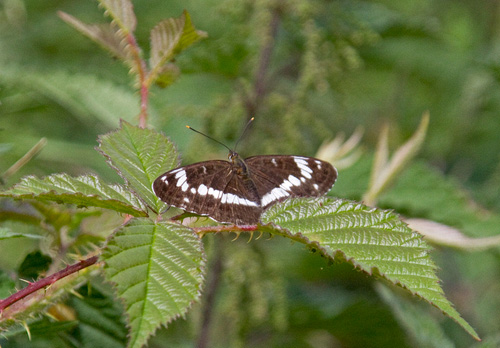 White Admiral DM1241